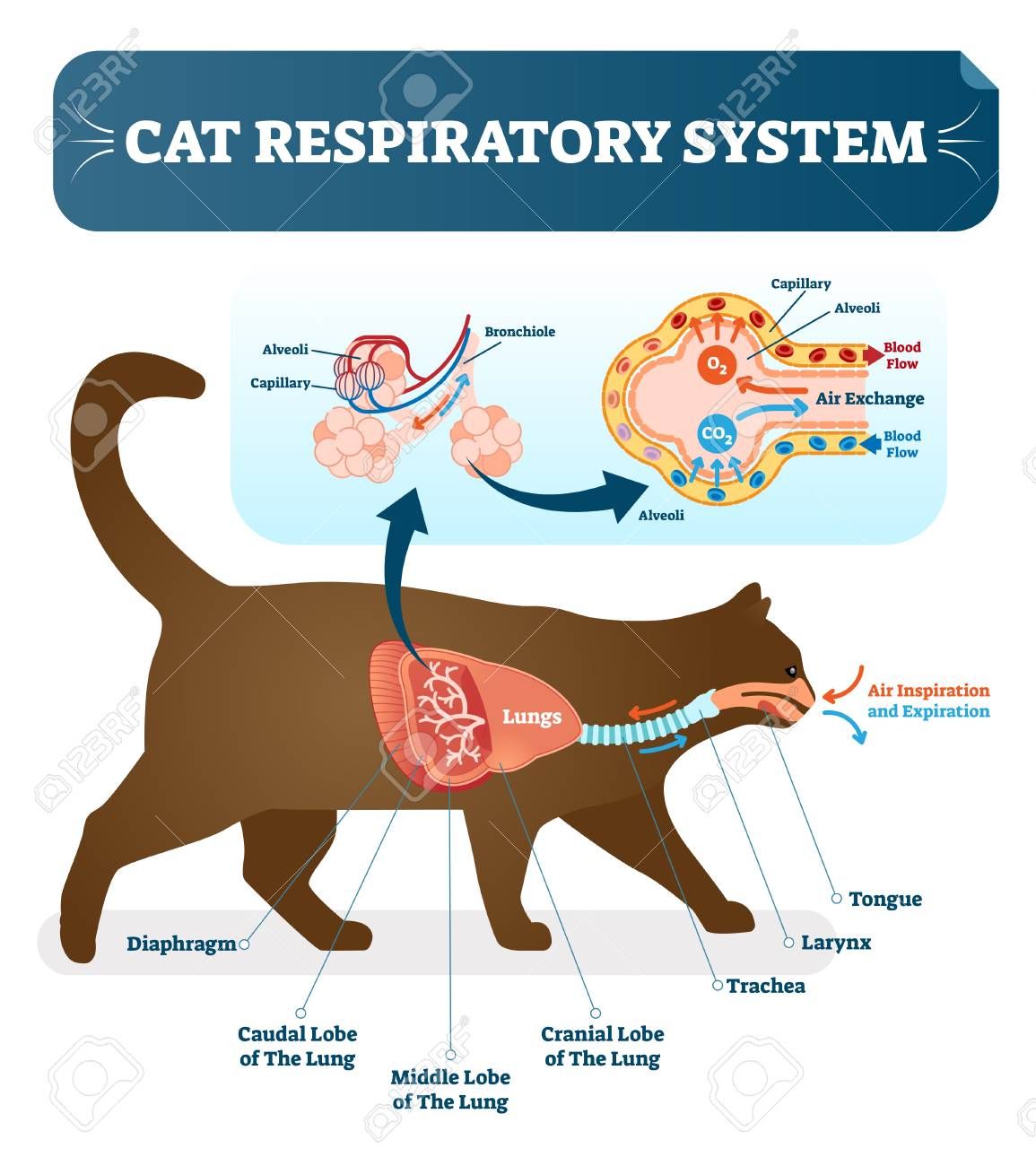 Identify The Different Types Of Respiratory System In Animals - Design Talk