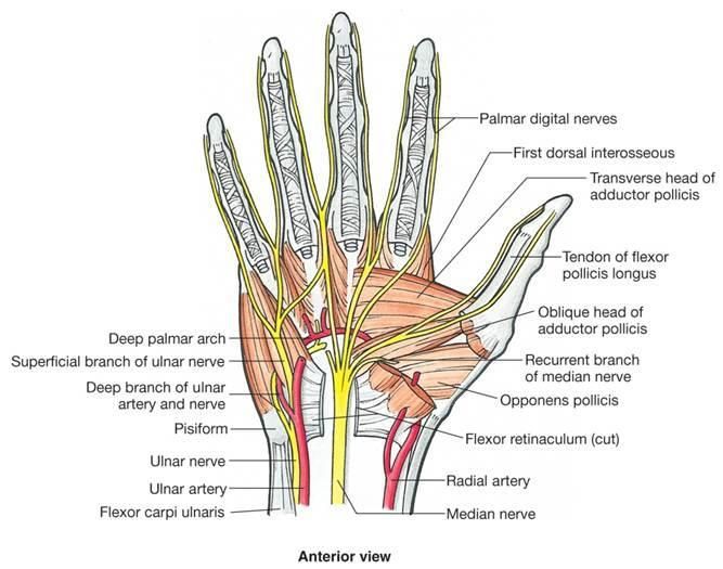 Hand Anatomy and Function | Bone and Spine | Nerve anatomy, Median ...