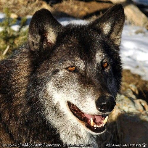 Lucian | Wolf photos, Wolf husky, Black wolf