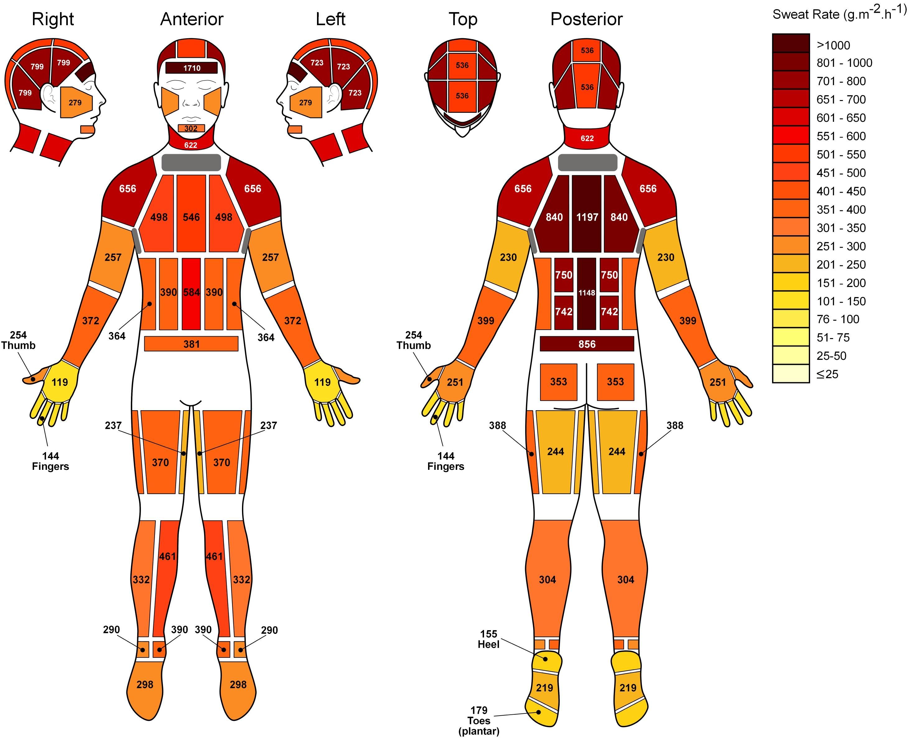 43_Fig 3 Fullbody-Intensity2_Absolute[1].JPG (2922×2375) | Sweat, Body ...