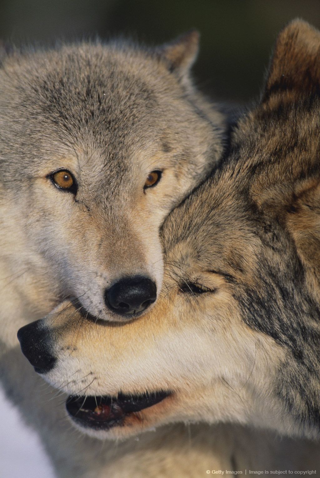 Gray Wolves Nuzzling | Wolf dog, Wolf pictures, Grey wolf