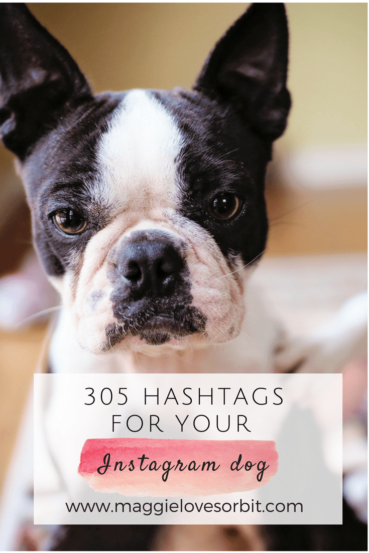 Tổng hợp cute dog hashtags được yêu thích trên mạng xã hội