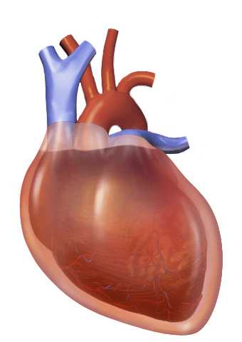 Difference Between Pericardial Effusion and Cardiac Tamponade ...