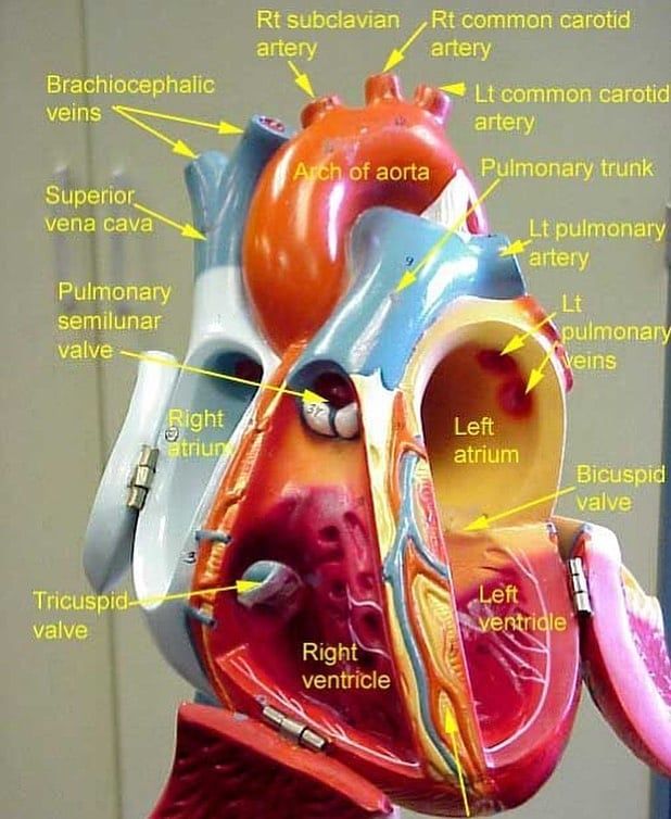 Medical Base on Instagram: “Anatomy of the heart #medicalstudent # ...