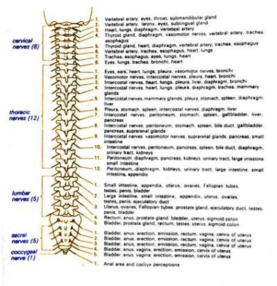 Spinal Cord Injury Levels And Function Chart Pdf