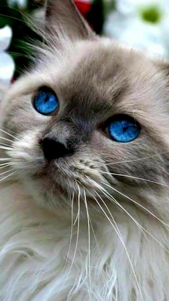 Most beautiful cat breeds coby the cat top 10 most beautiful cat breeds ...