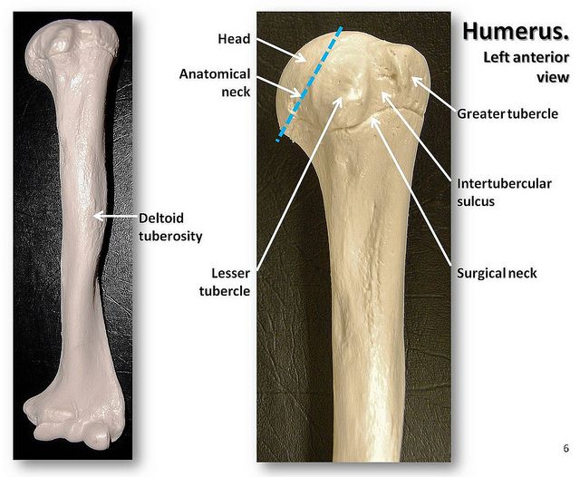 Humerus, anterior view with labels - Appendicular Skeleton Visual Atlas ...