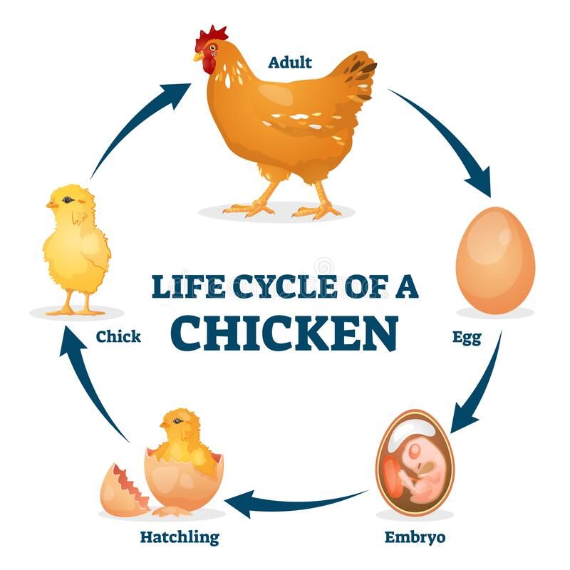 Life cycle of a chicken vector illustration. Labeled educational hen ...