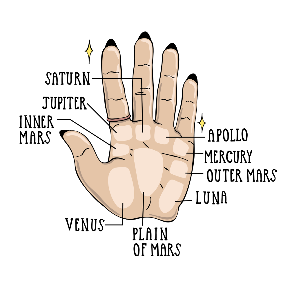 A Beginner's Guide to Reading Palms | Palm reading, Reading for ...