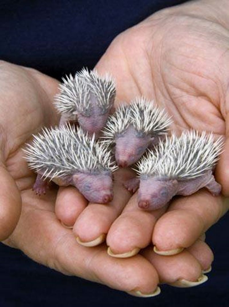 Baby Hedgehogs Cute Baby Animals Baby Hedgehog Cute Animals