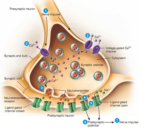 Chemical Synapse Flow Diagram Pin On Chapter 12: Nervous Tis