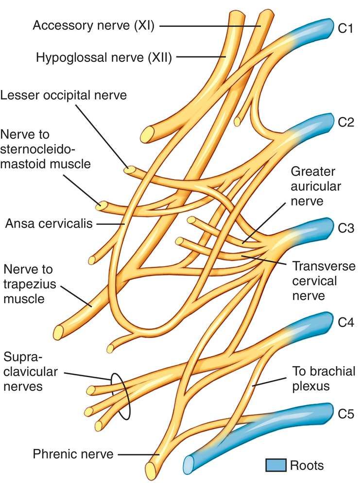 Cervical Plexus