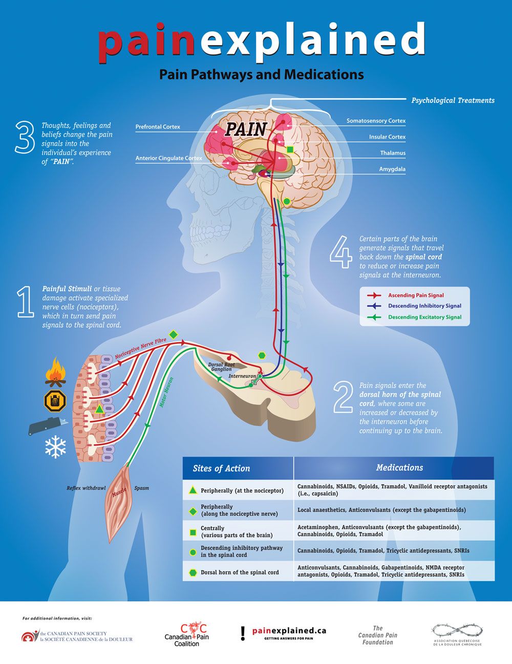 Brain Anatomy, Human Anatomy And Physiology, Medical Anatomy, Nursing ...