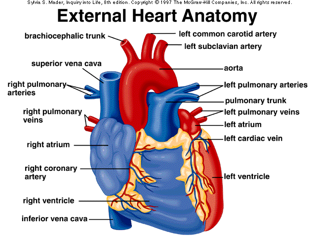 Diagram Of The Heart Anatomy And Physiology Career Step