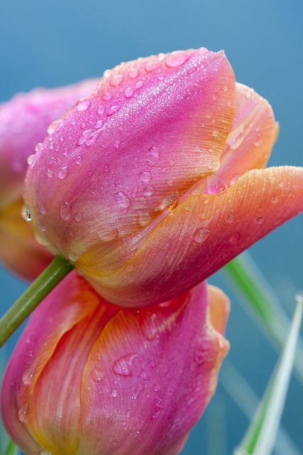 Beautiful Tulip Flower Image