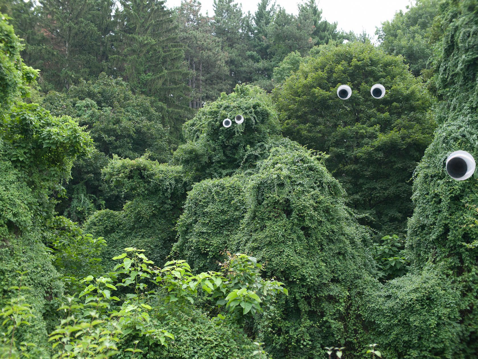 googly eye trees in 2024 | Nature, Pretty pictures, Photo