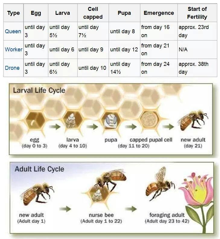 Honey Bees Life Cycle