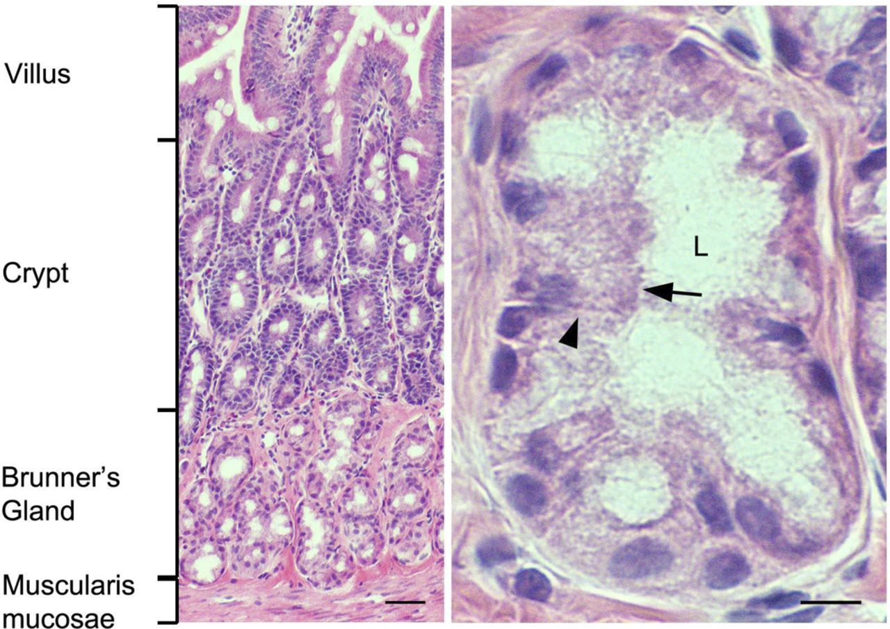 Duodenum Histology Microscopy, Physiology, Cell, Outdoor Blanket ...