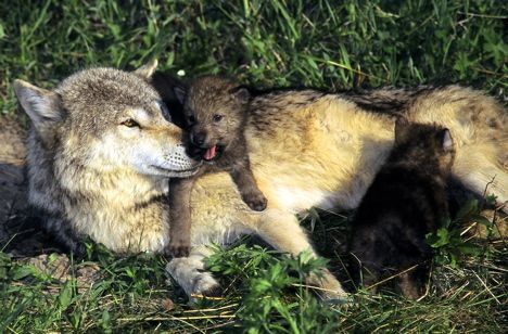 What Can Wolf Packs Teach Us About Being Better Humans? | Baby wolves ...