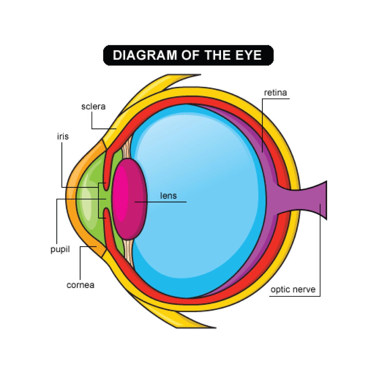 Simple Diagram Of Eye