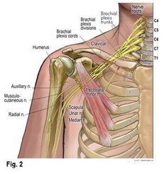 Treating Thoracic Outlet Syndrome | Medical massage, Muscle anatomy ...