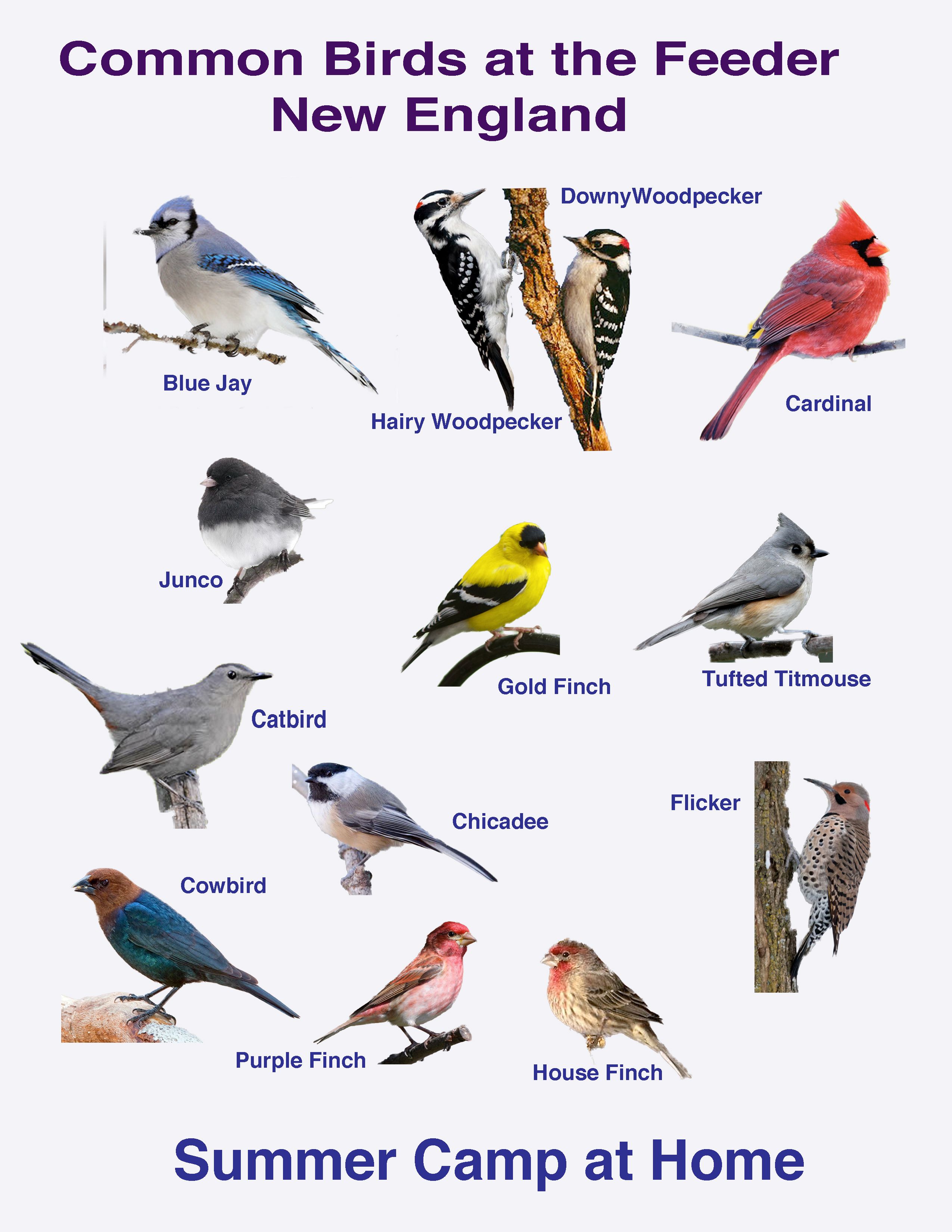 Bird Watching Challenge and Bird Book | Birds, Common birds, Backyard birds