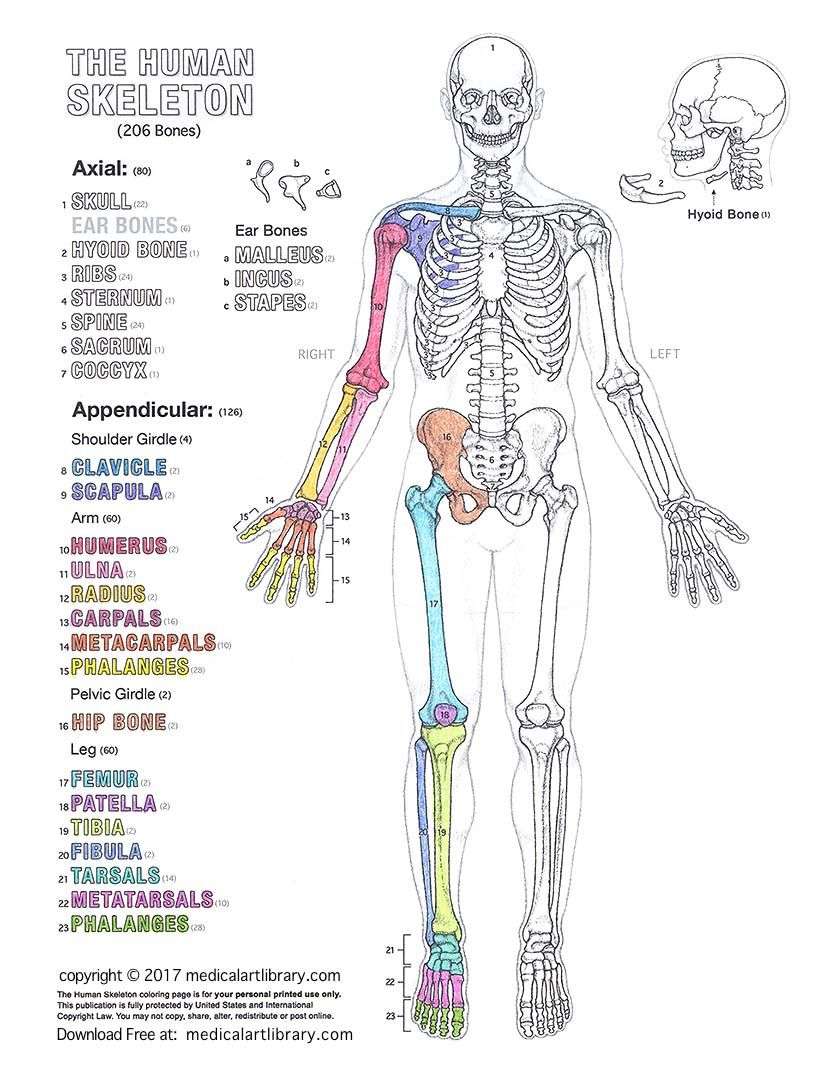 Anatomy And Physiology Diagrams To Label