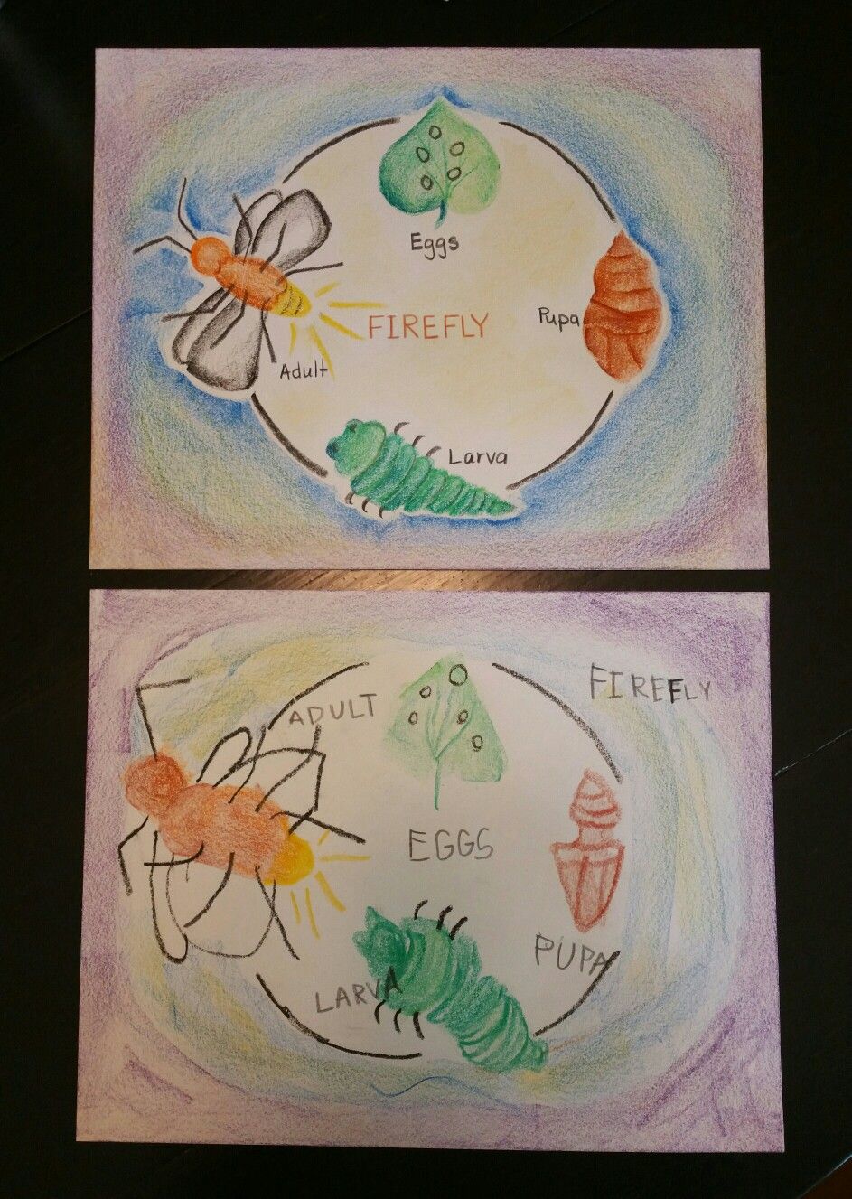 Firefly Life Cycle: Lesson Book Pages 2nd Grade Art, Second Grade ...