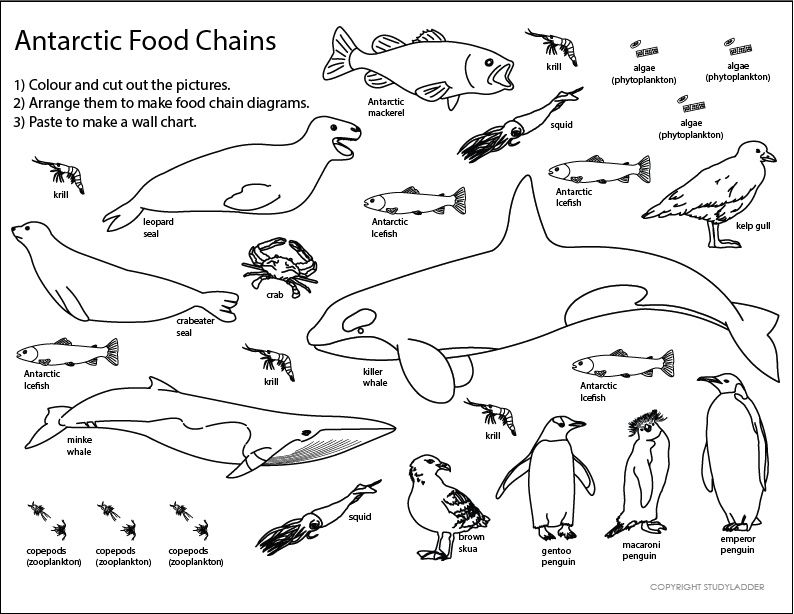 Simple Antarctic Food Web