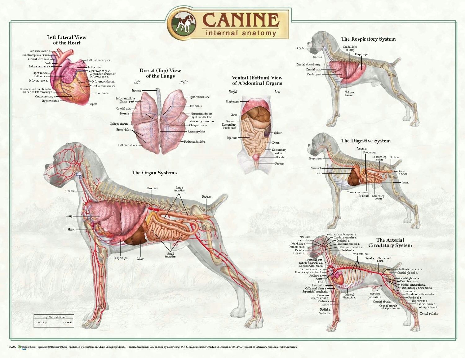 Canine Anatomy Dog Anatomy, Animal Anatomy, Dog Braces, Dog Mom Humor ...