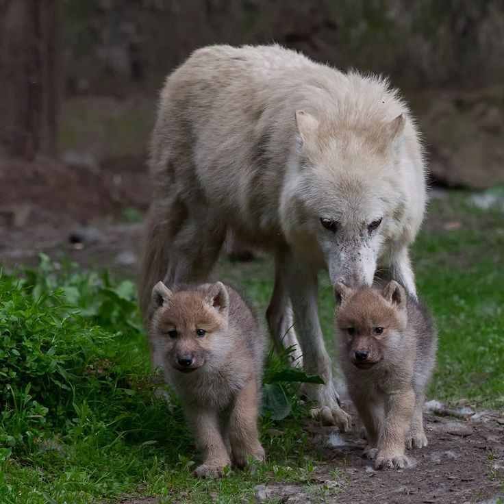 ♥♥♥ super sweet. mamas are all alike. Wolf Photos, Wolf Pictures ...