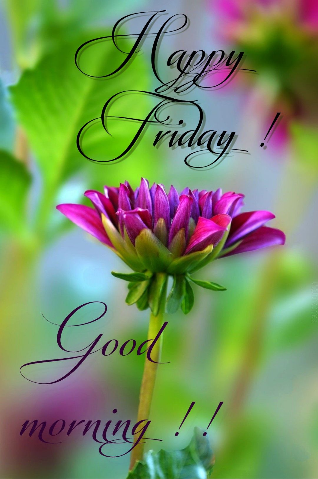 Good Morning Happy Friday, Happy Friday Quotes, Good Morning Funny ...