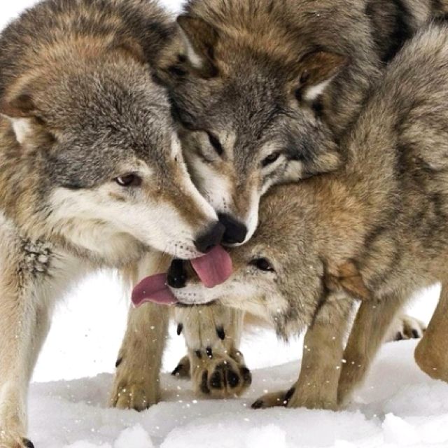 Tongue Competition! | Animals kissing, Cute animals kissing, Timber wolf