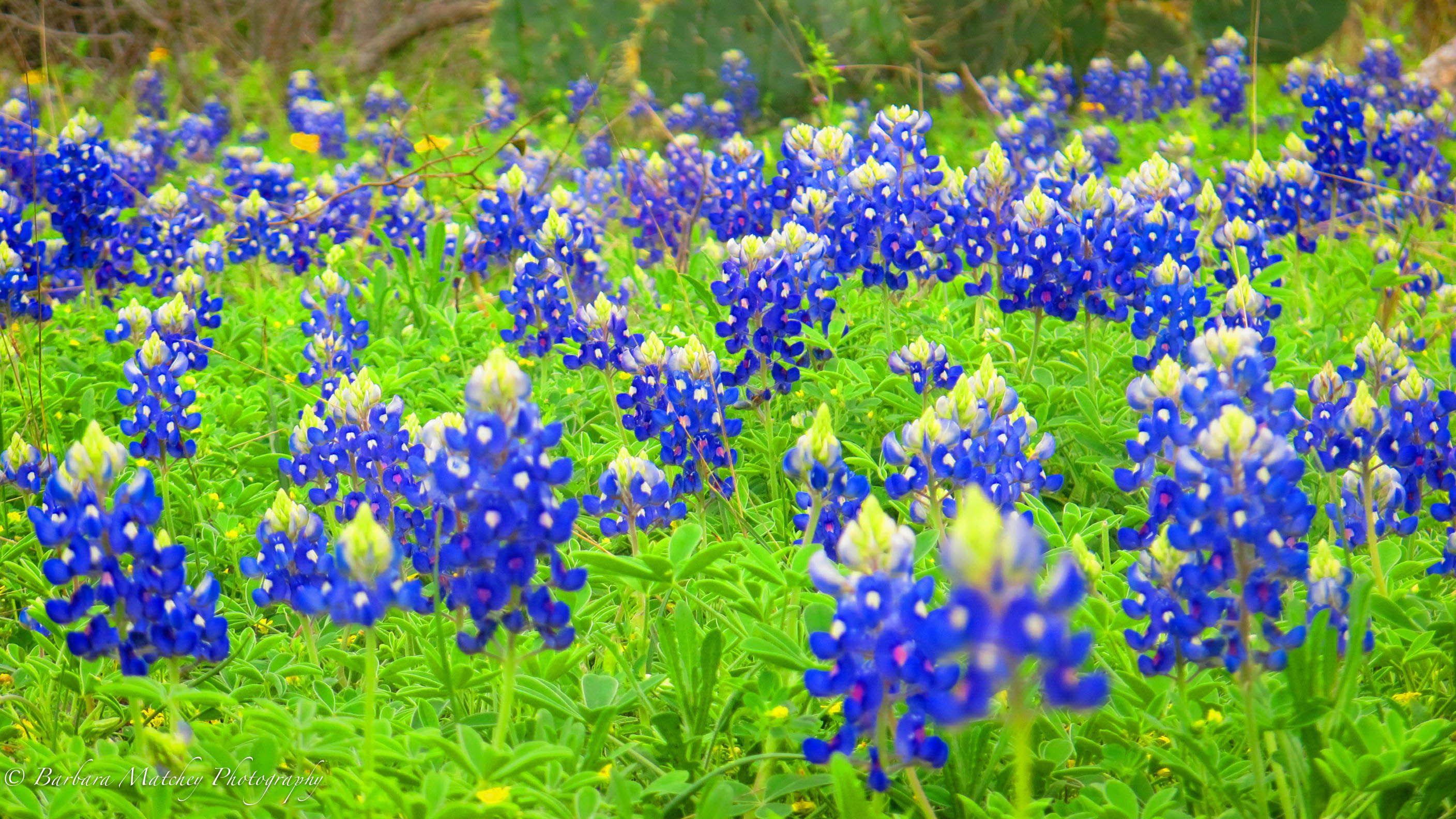 Texas State Flower - Texas Bluebonnet | Texas bluebonnets, Blue bonnets ...