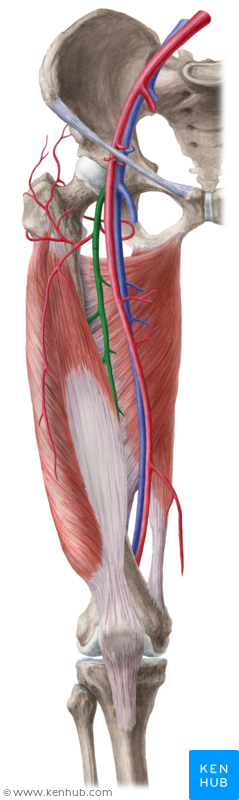 Deep femoral artery - Arteria profunda femoris | Medical, Medical ...