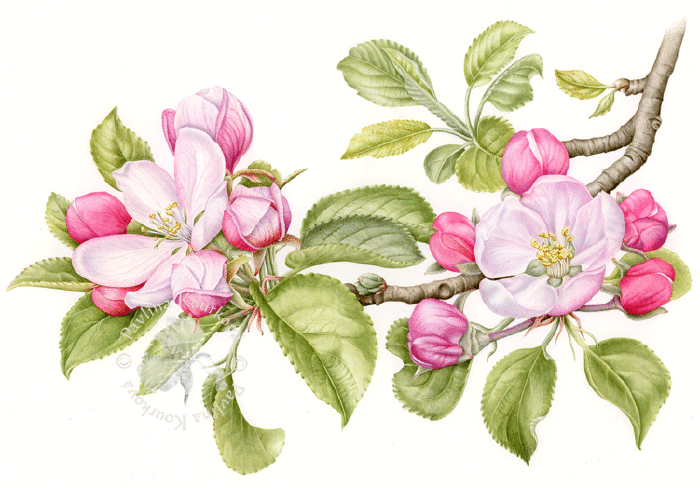 Apple Blossom Tree Drawing