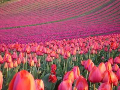 Whimsical Raindrop Cottage | Tulip fields, Tulips, Pink tulips