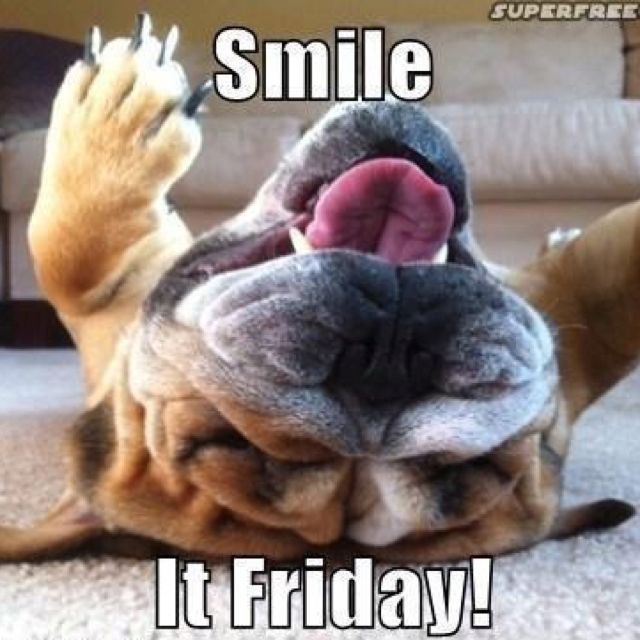 Friday Friday Dog, Friday Humor, Funny Friday, Hello Friday, Friday ...