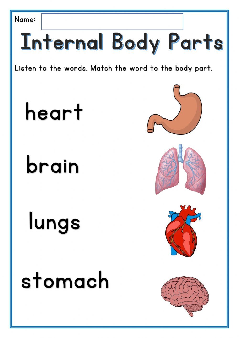 Human Organs Worksheet