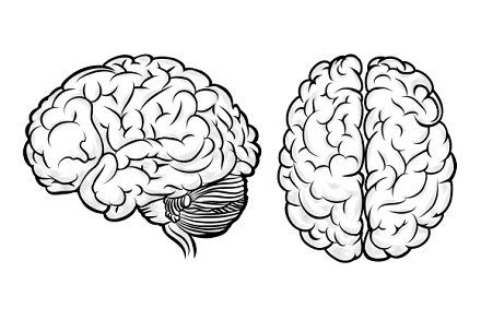 the left and right sides of a human brain, vintage line drawing or ...