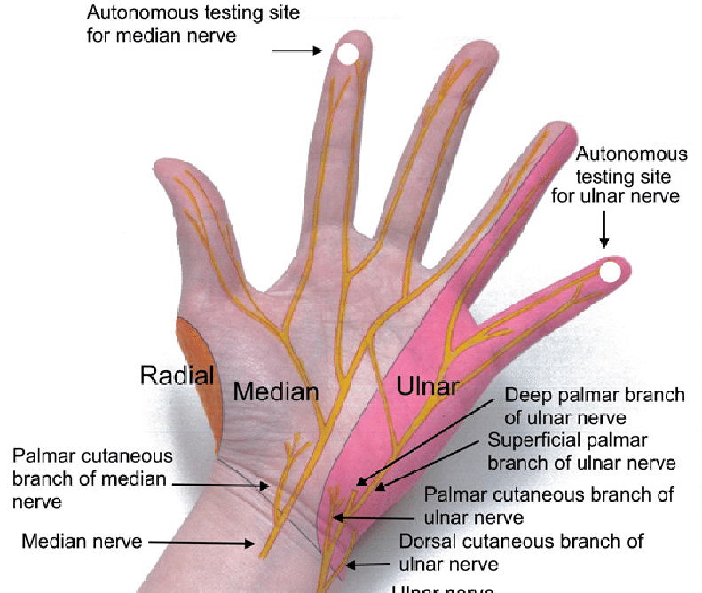 Ulnar Nerve Hand Muscles image.