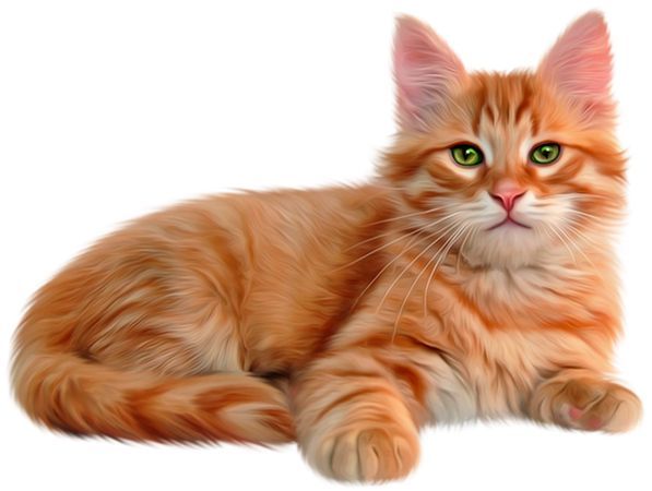 Pin on CAts | Cute animal clipart, Wild animals pictures, Cute animals ...