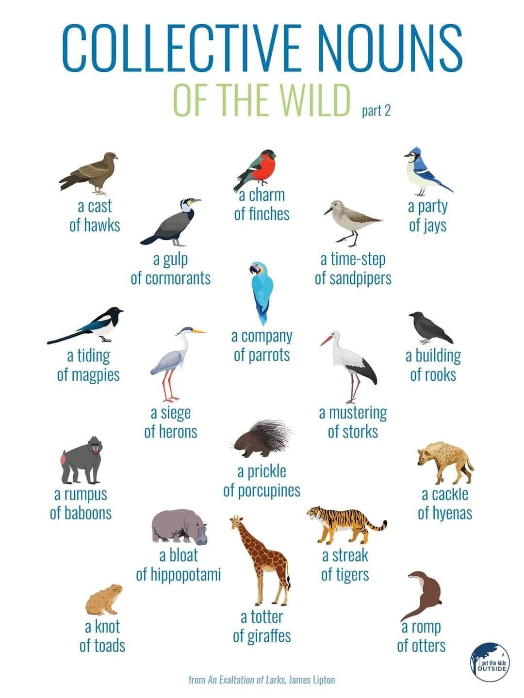 Pin by Morgan DeArmond on tatum | Collective nouns, Baboon, Beautiful ...