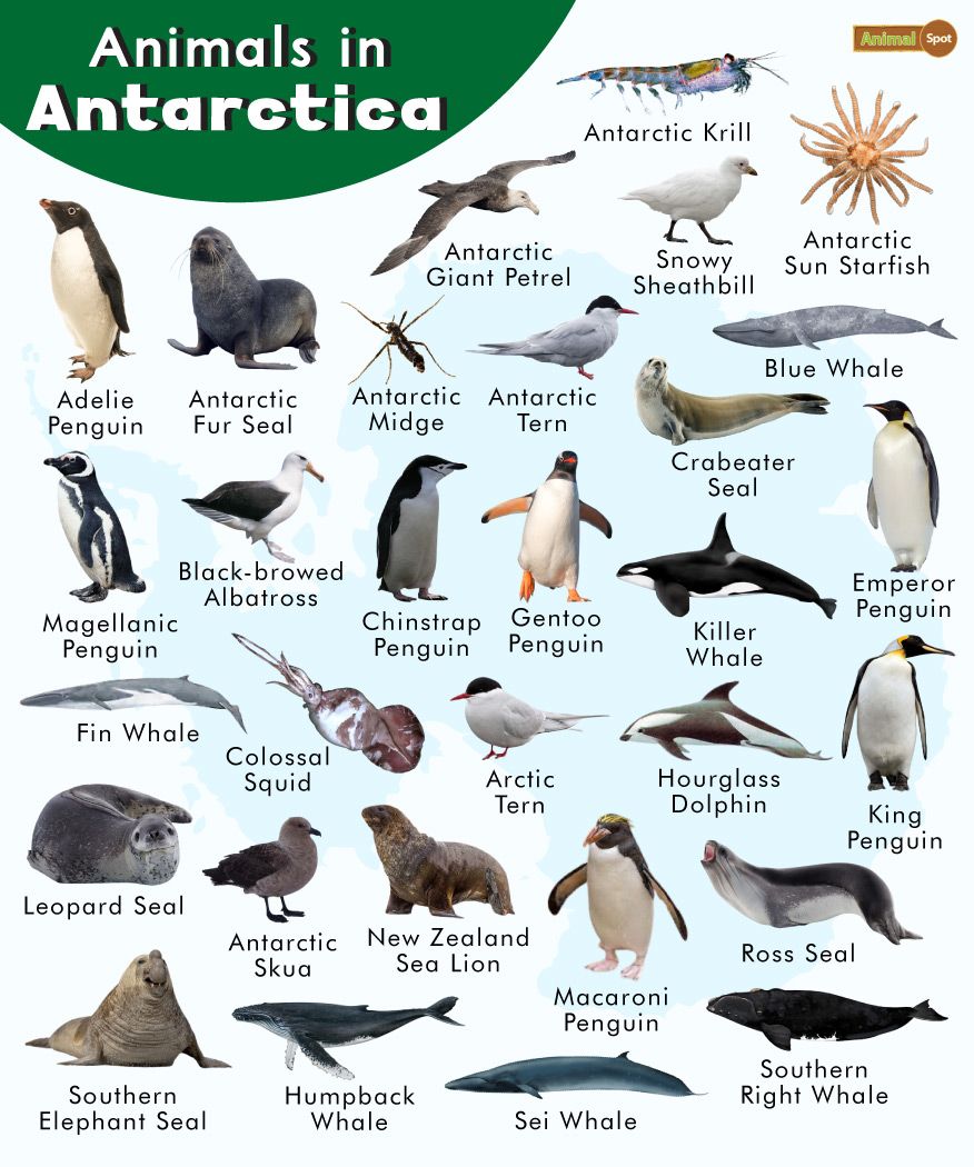 Antarctic animals, Arctic animals, Artic animals