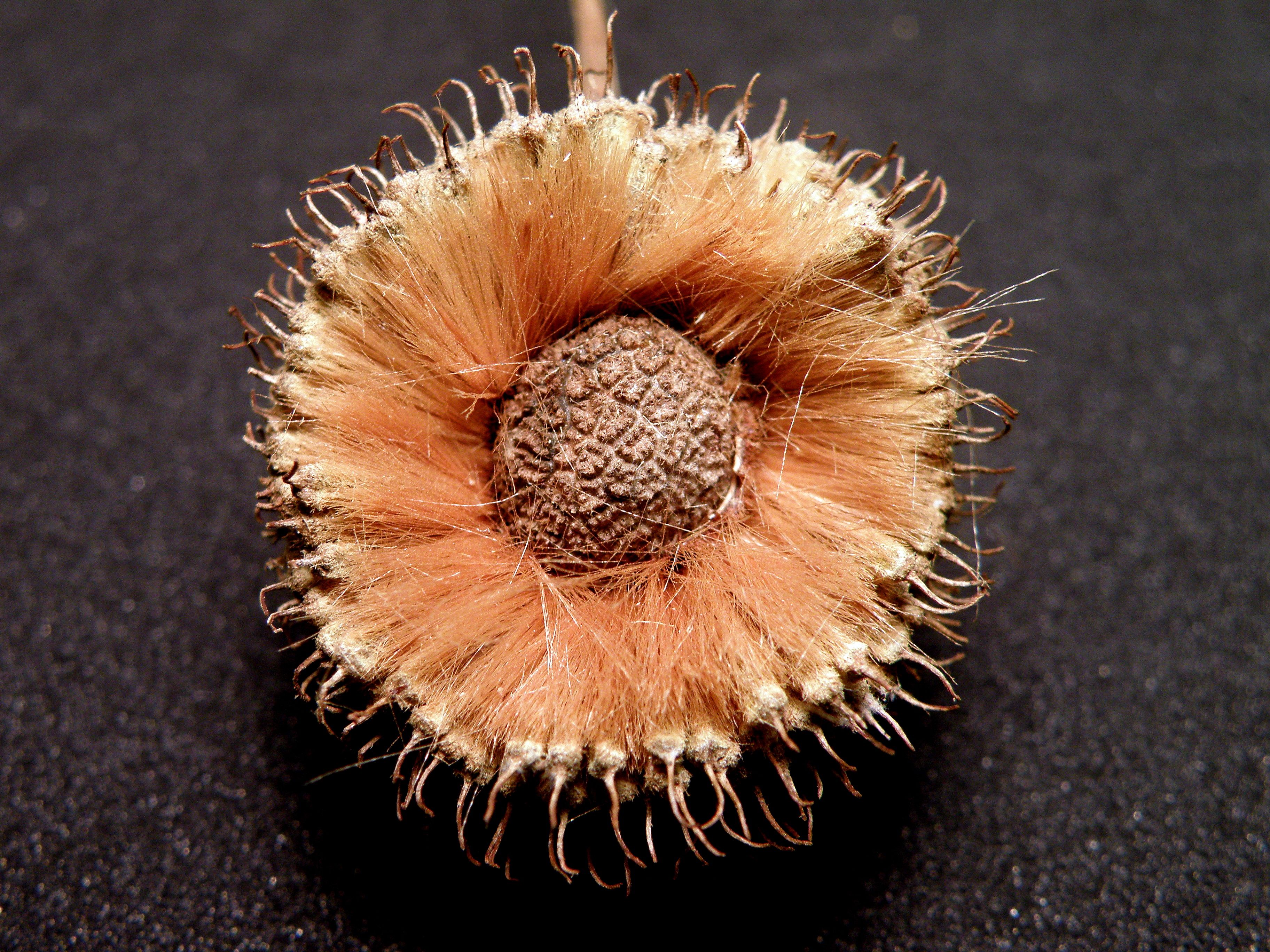 Sycamore Tree Seeds