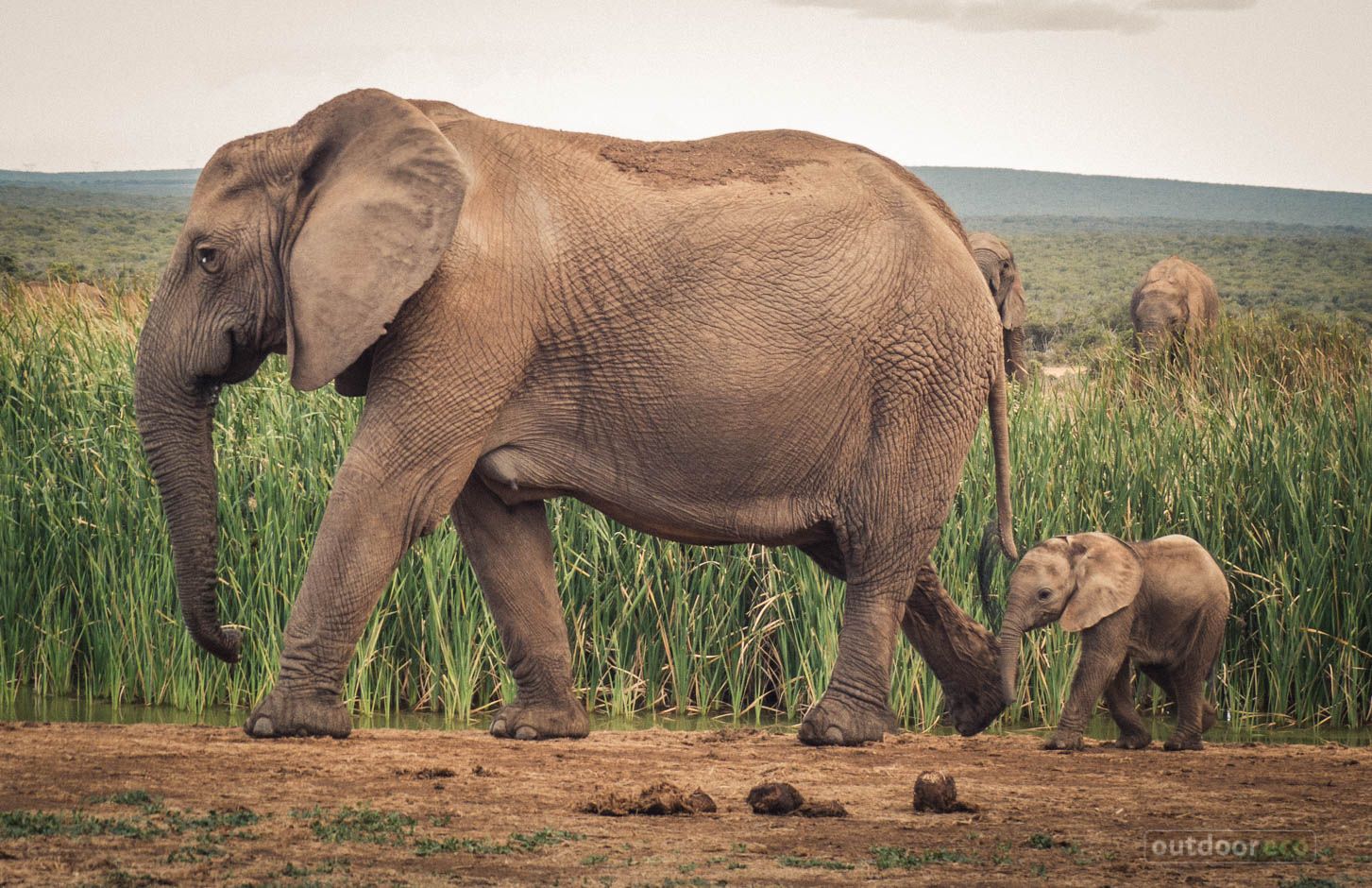 Addo Elephant National Park Gallery - OutdoorEco.com Elephant Park ...