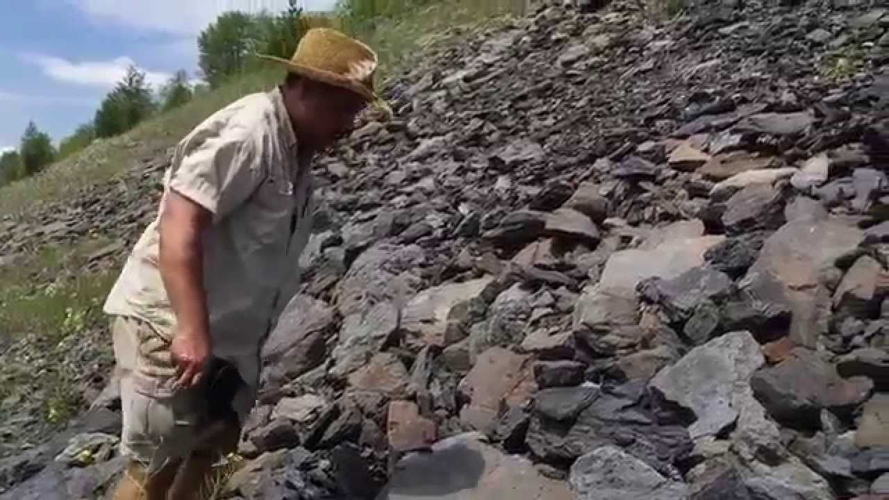 Fossil Hunting in Pennsylvania | Fossil hunting, Rock hounding, Fossil