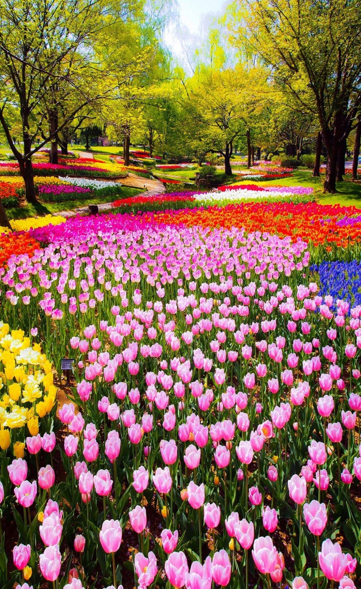 Beautiful flowers! | Beautiful flowers garden, Most beautiful gardens ...