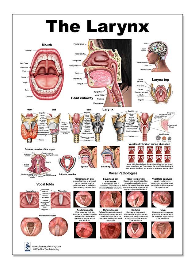 Larynx Poster, Voice, Education, Vocal Folds, Mouth, Head Cutview ...