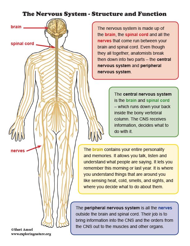 Nervous System - Structure and Function Mini-Poster | Human nervous ...